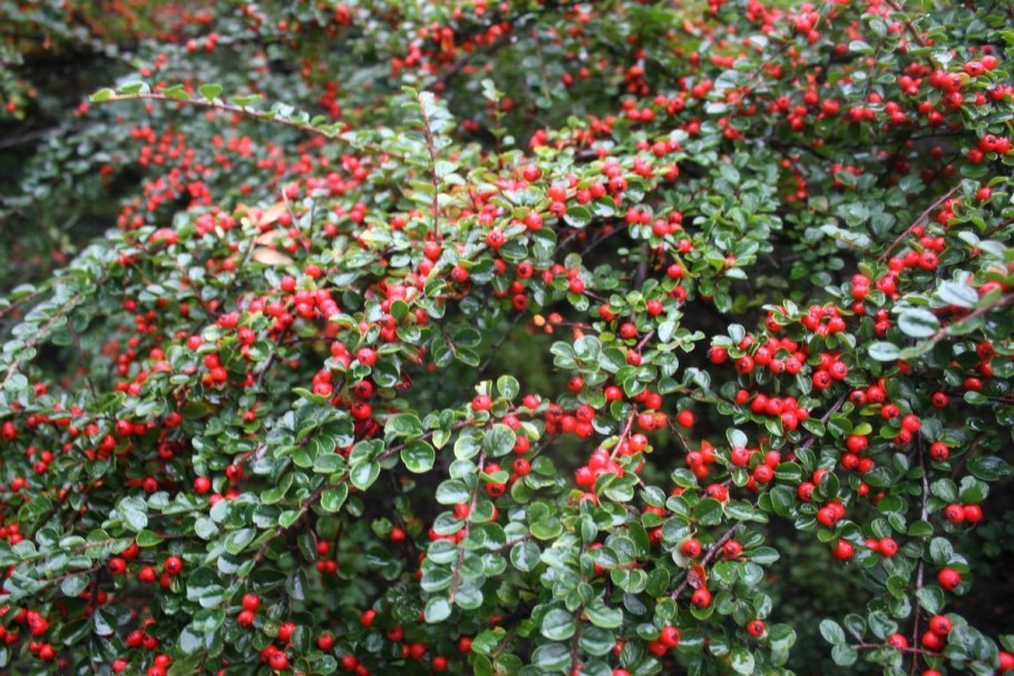 Кизильник (Cotoneaster)