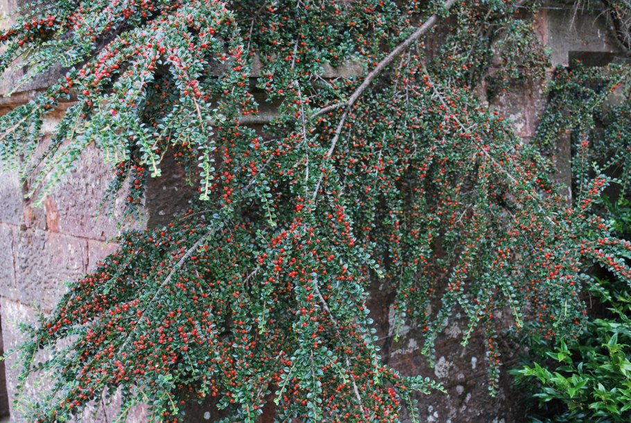 Кизильник Cotoneaster horizontalis