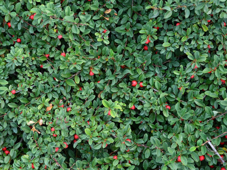 Кизильник Даммера