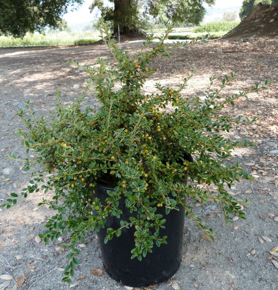 Кизильник Корал Бьюти