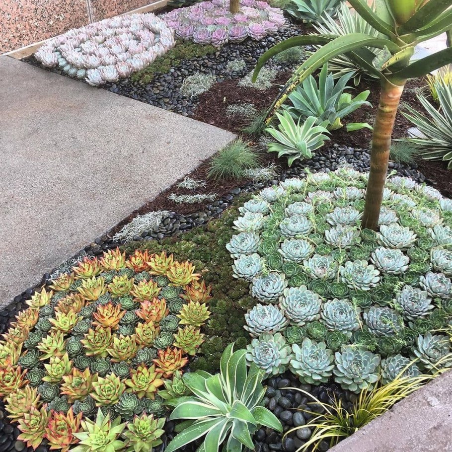 Почвопокровные многолетники молодило