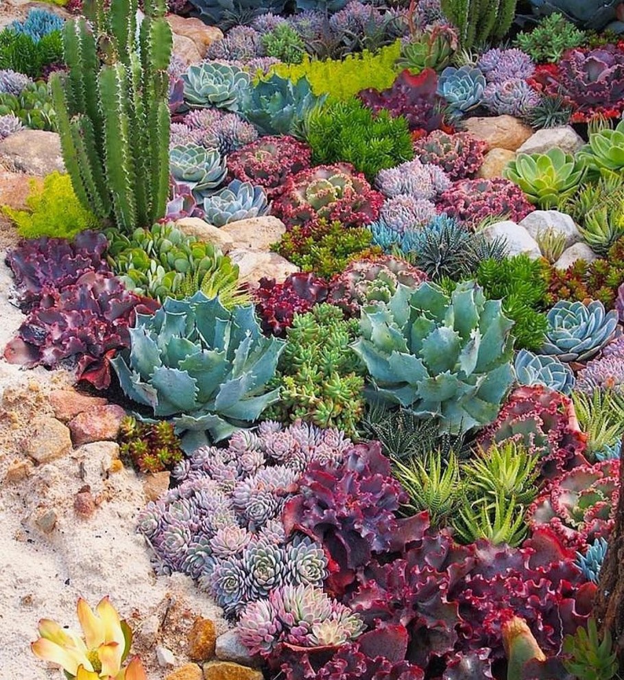 Суккулент молодило