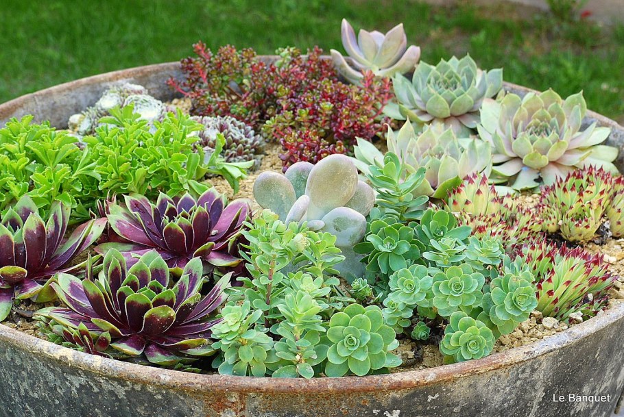 Альпийская живучка Sempervivum