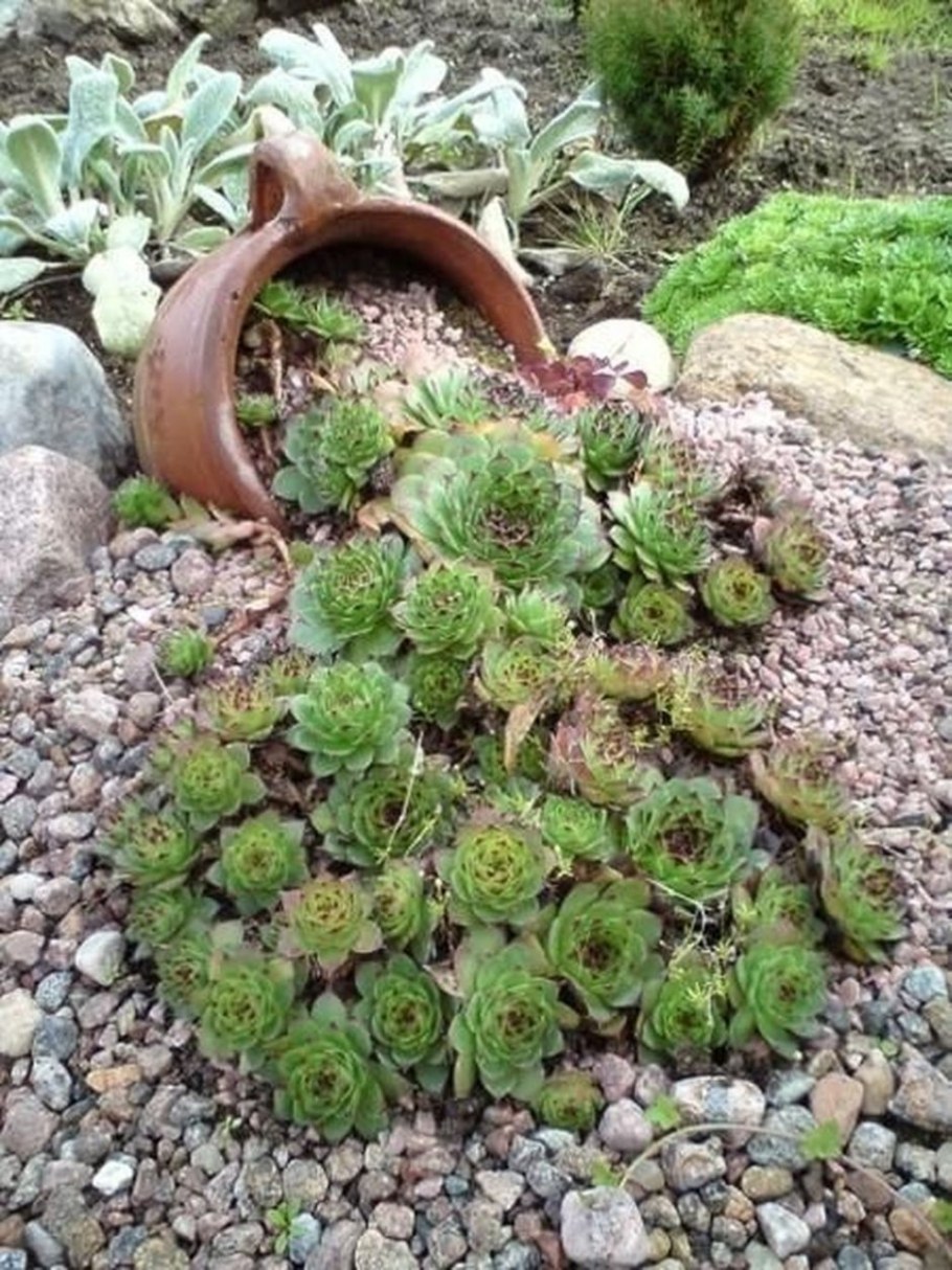 Молодило Sempervivum Silberkarneol