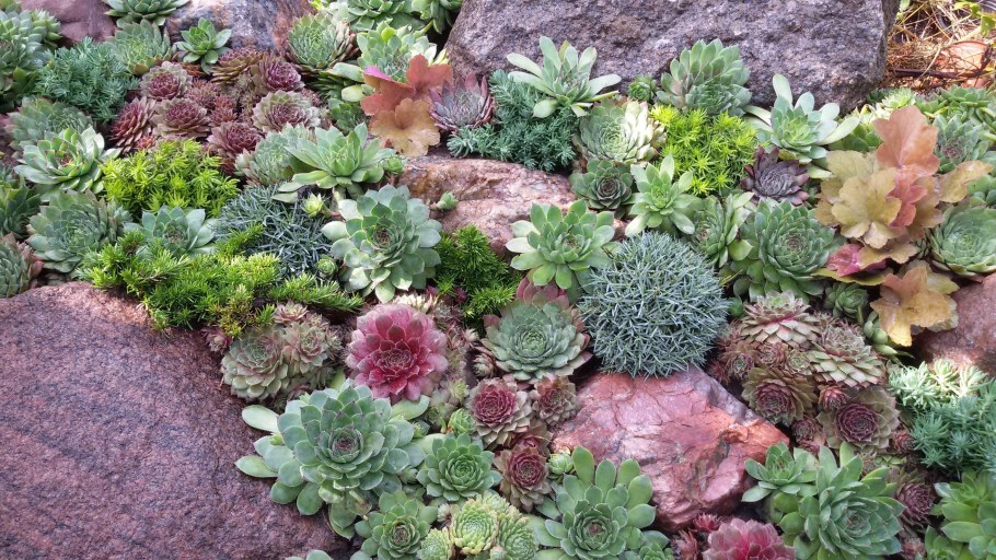 Камнеломка саксифрага