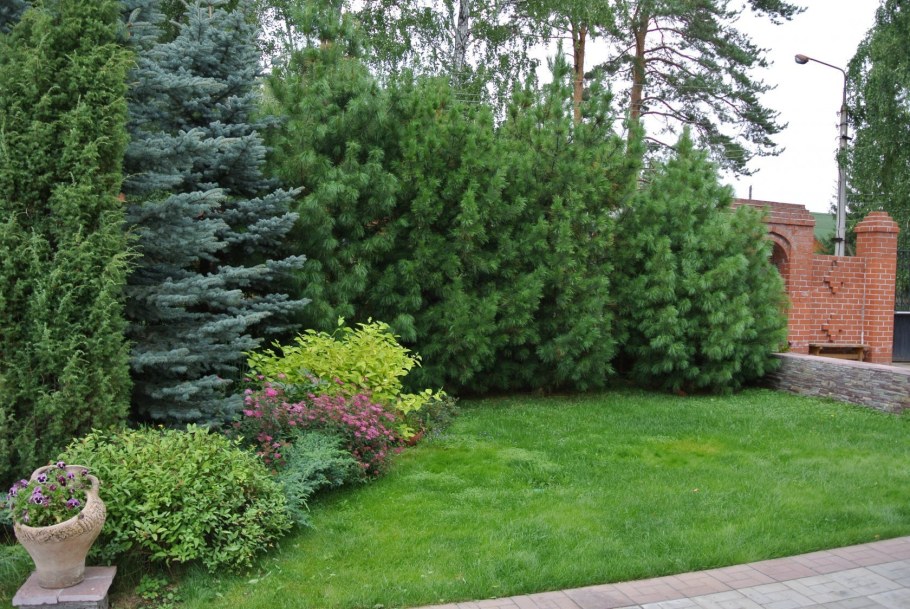 Туя можжевельник ландш