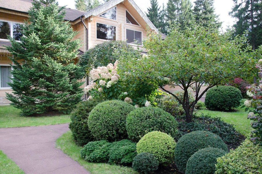 Дёрен ниваки