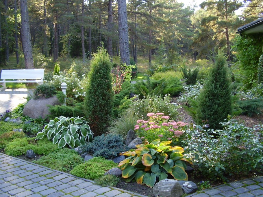 Клумба туя Хоста можжевельник