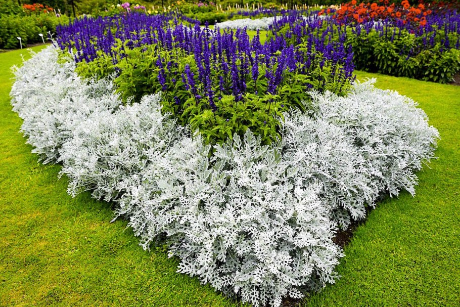 Цинерария Сильверадо