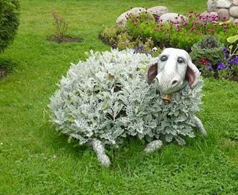 Цинерария Приморская в клумбе