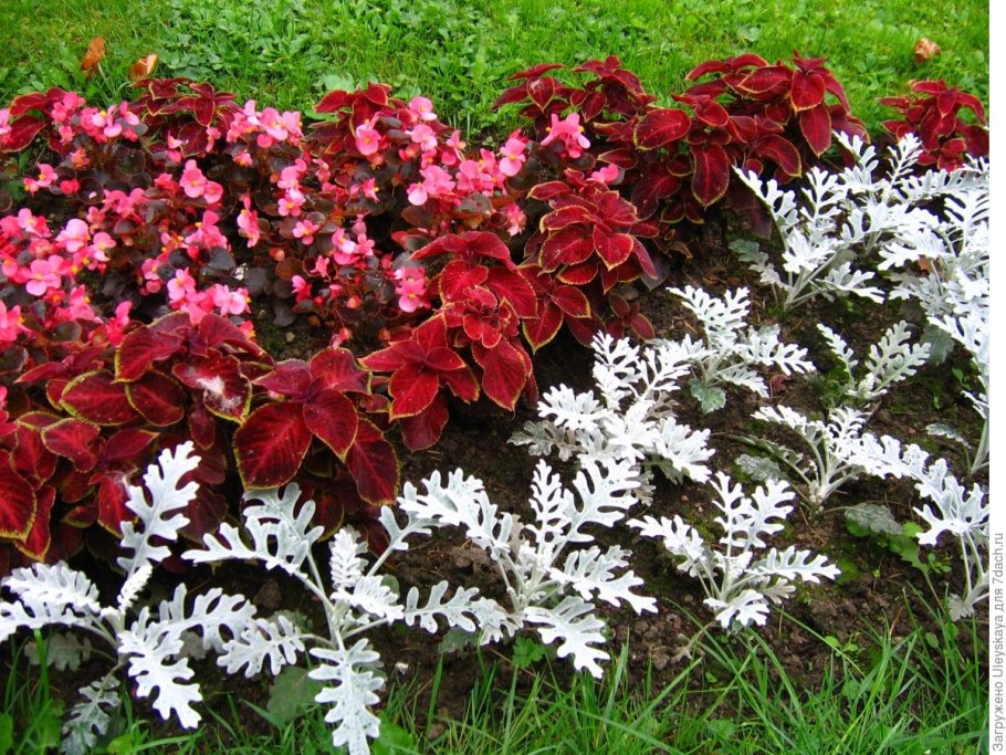 Колеус и цинерария