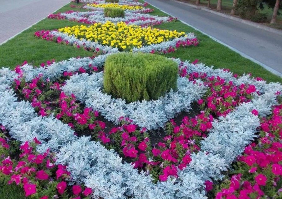 Цинерария бордюрная