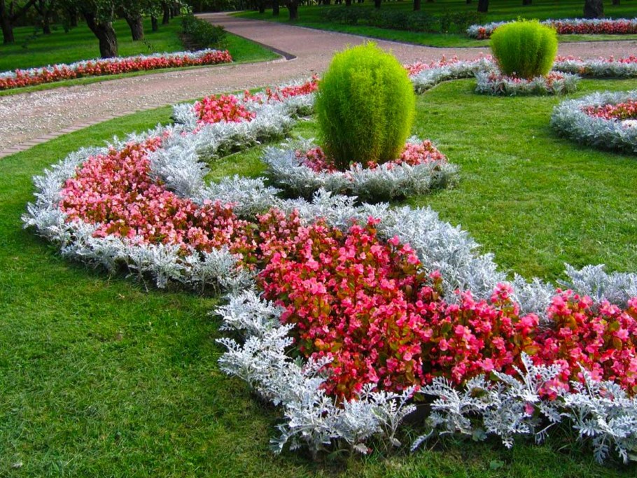 Рабатка с цинерарией