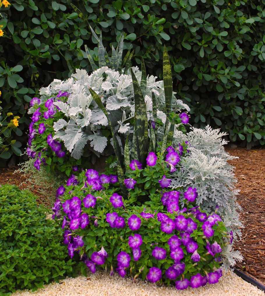 Клумба Сальвия алиссум цинерария