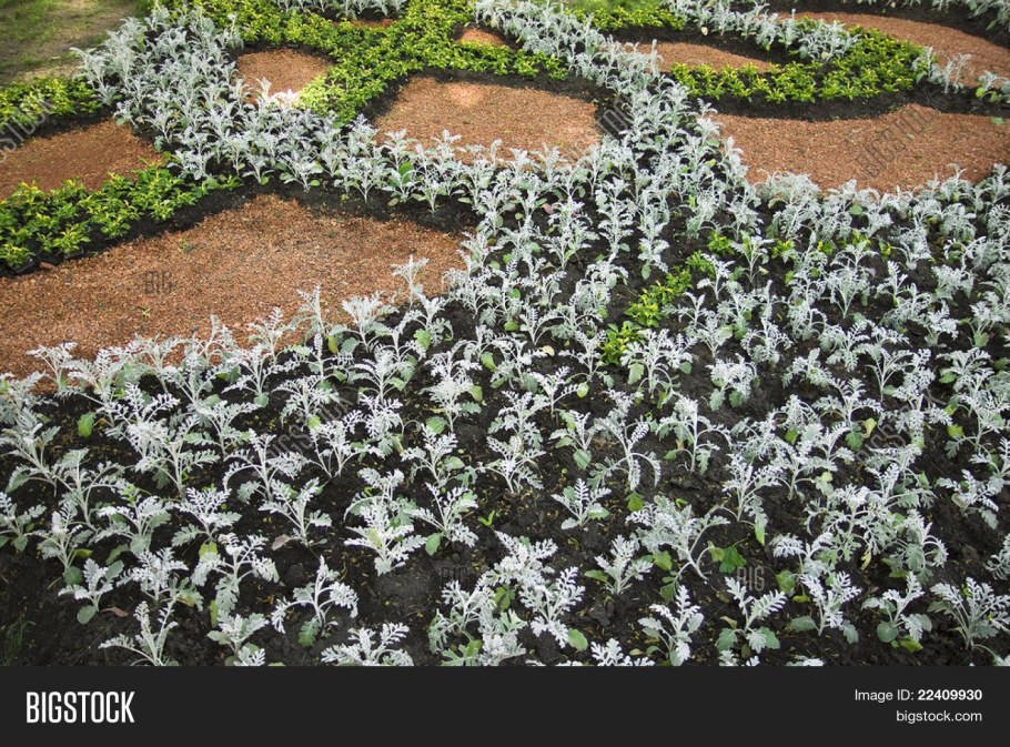 Цинерария Сильверадо