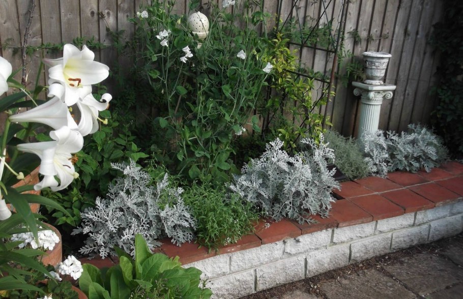 Цинерария серебристая однолетник