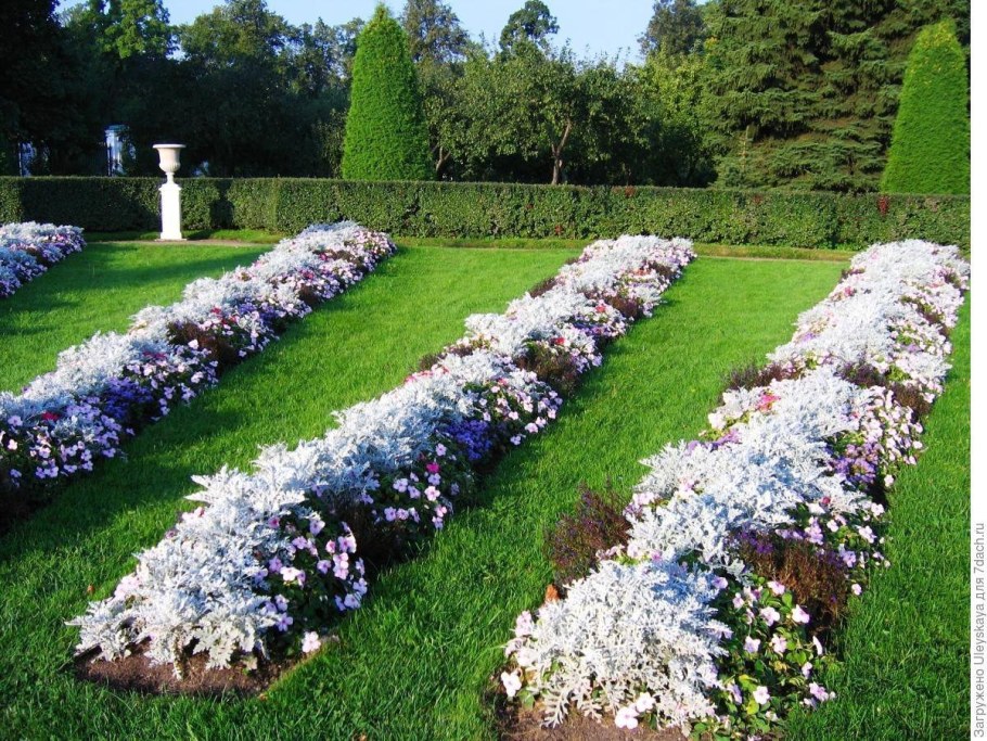 Агератум на клумбе