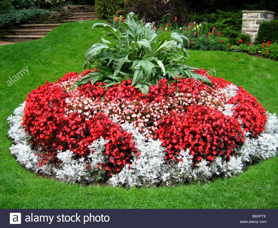 Клумбы бархатцы Сальвия цинерария