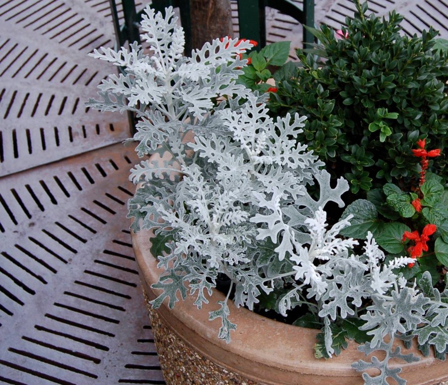 Цинераргия Сильвия колеус