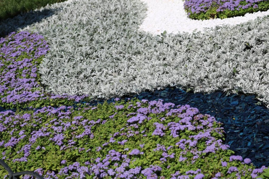 Цинерария петуния алиссум