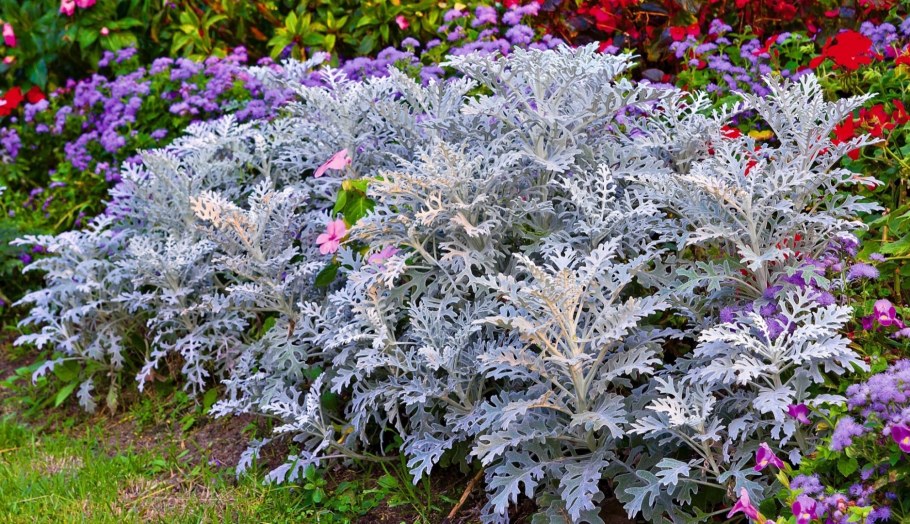 Цинерария Приморская серебряная пыль