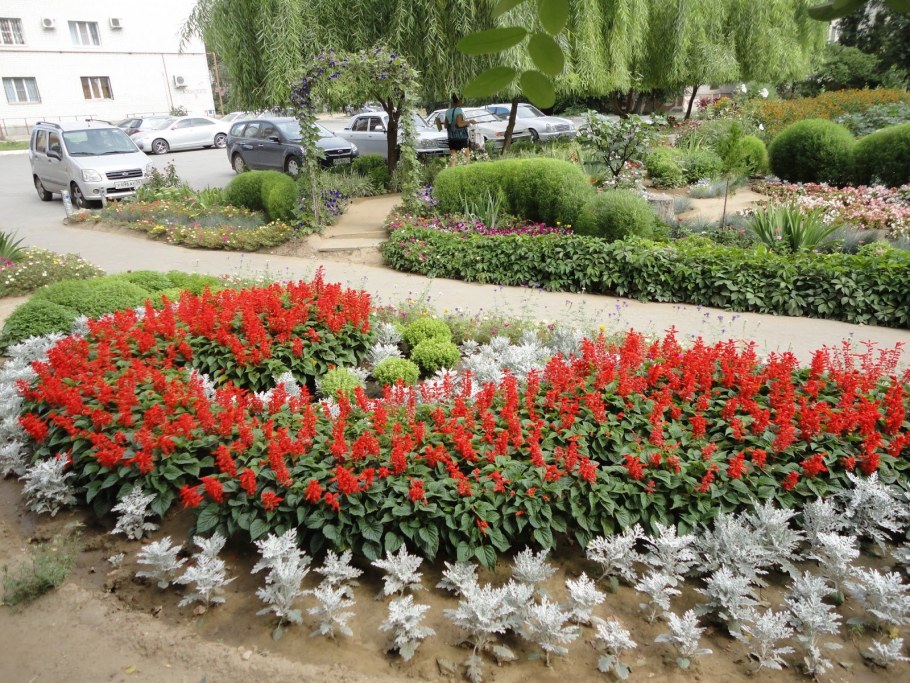 Клумбы бархатцы Сальвия цинерария