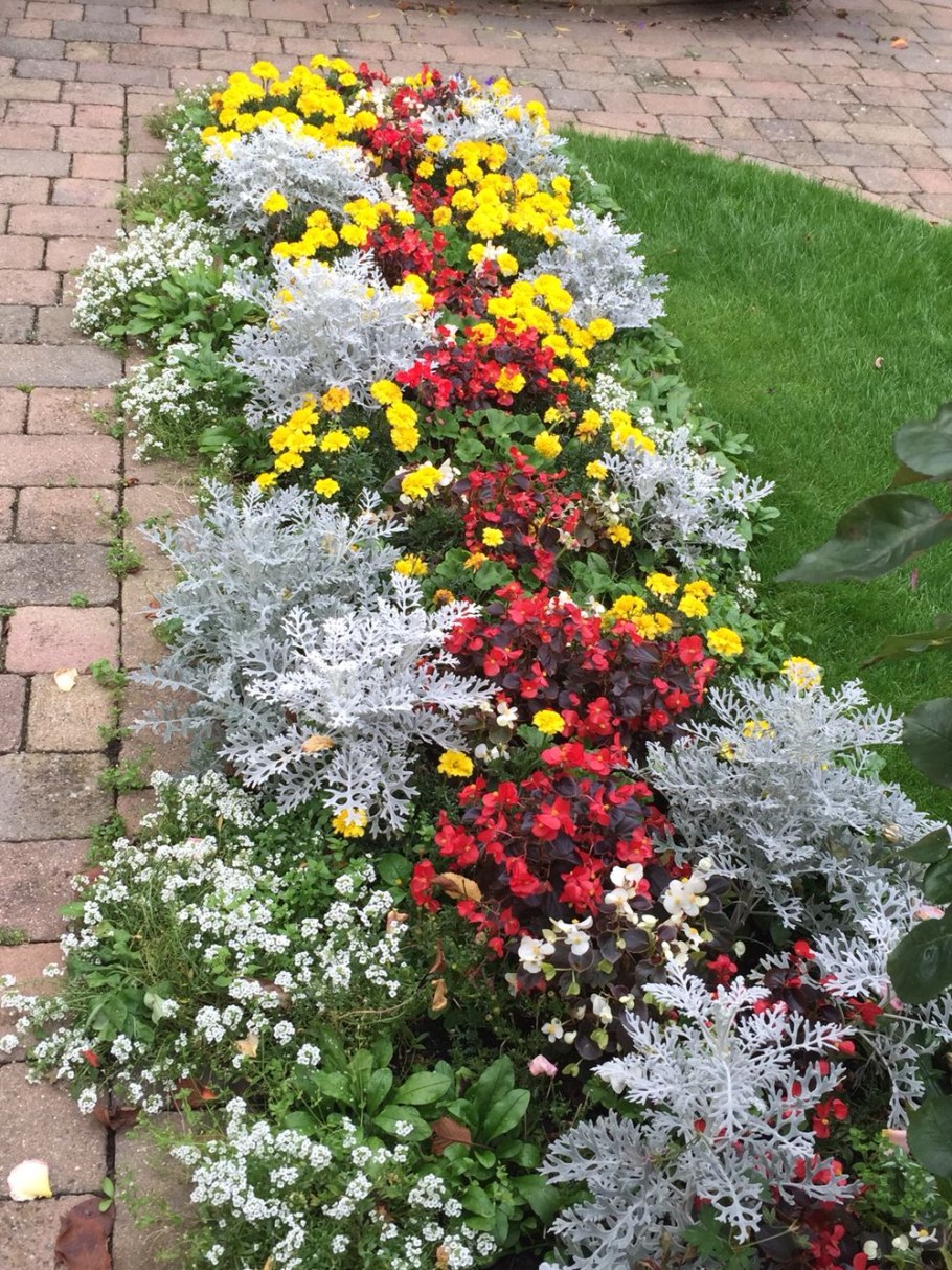 Рабатка с бархатцами и цинерарией