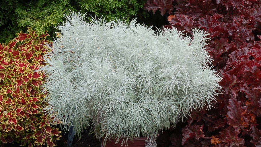 Полынь древовидная 'Powis Castle'