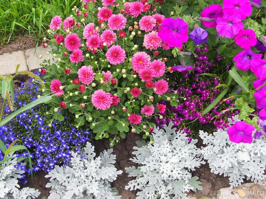 Цинерария бордюрная