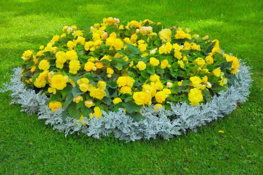 Цветник бархатцы агератум