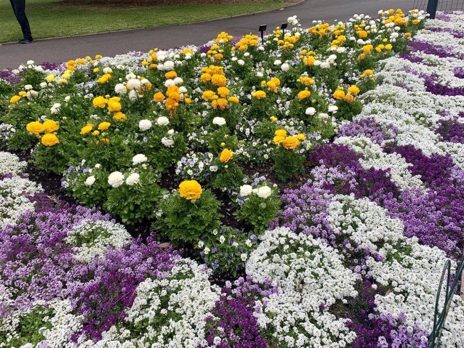 Цинерария петуния алиссум