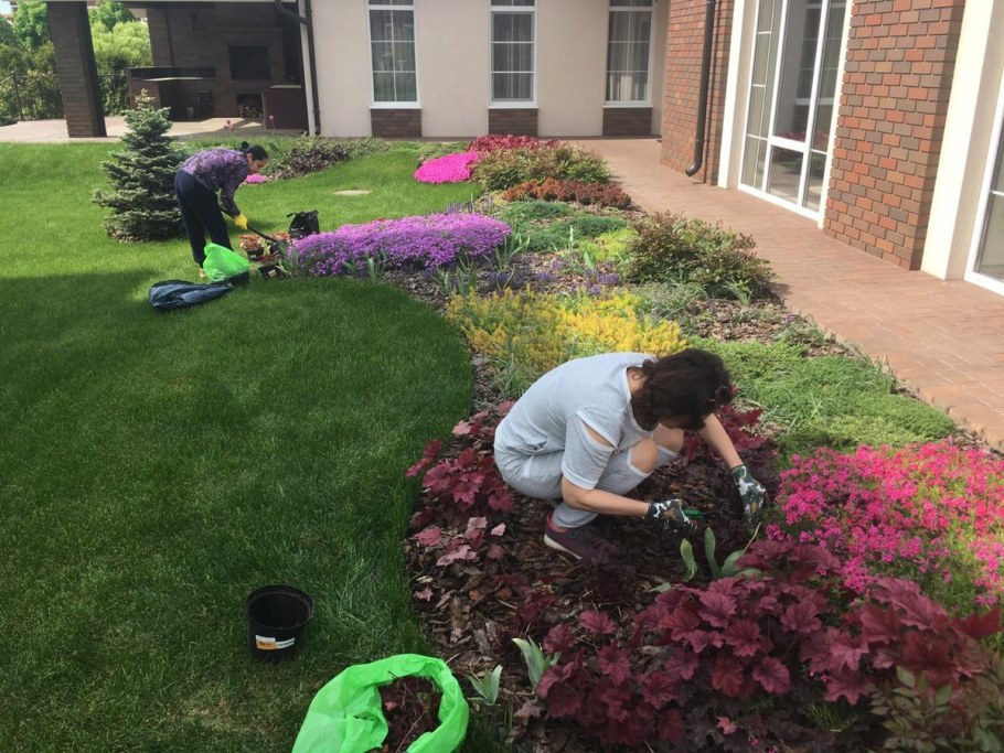 Брусника в саду в ландшафтном дизайне