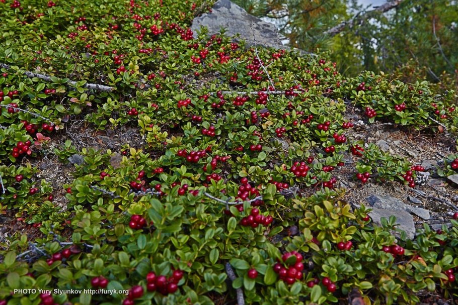 Брусника в тайге