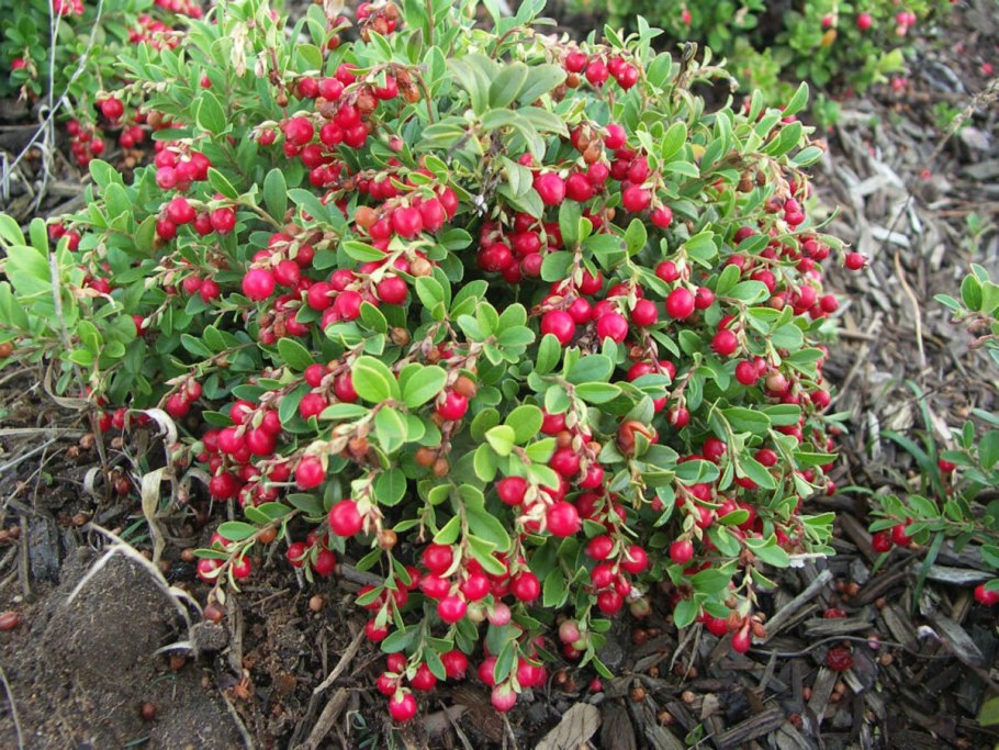 Саженцы клюквы Стивенс