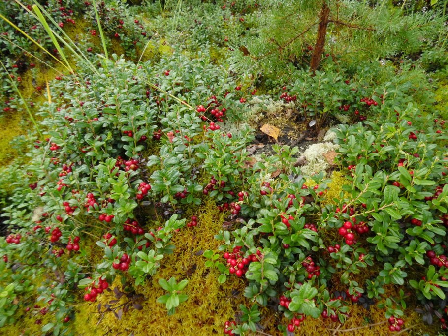 Брусника в Сосновом Бору