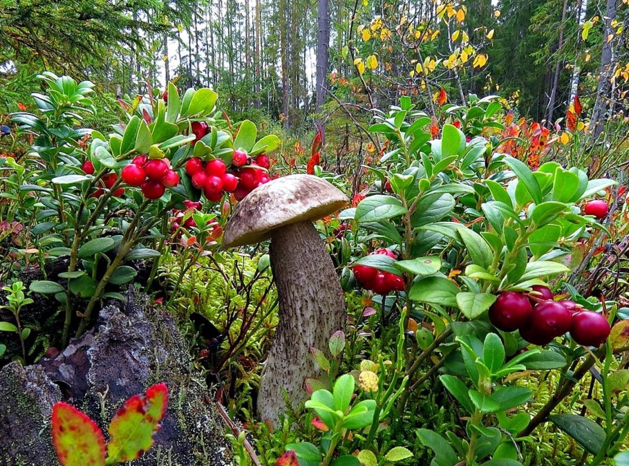 Бор брусничник