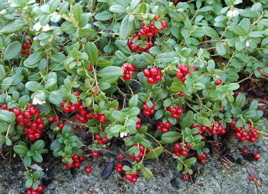 9. Брусника - Vaccinium Vitis-idaea l.