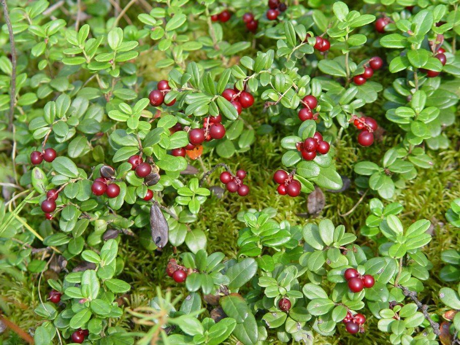 Ягоды тайги брусника