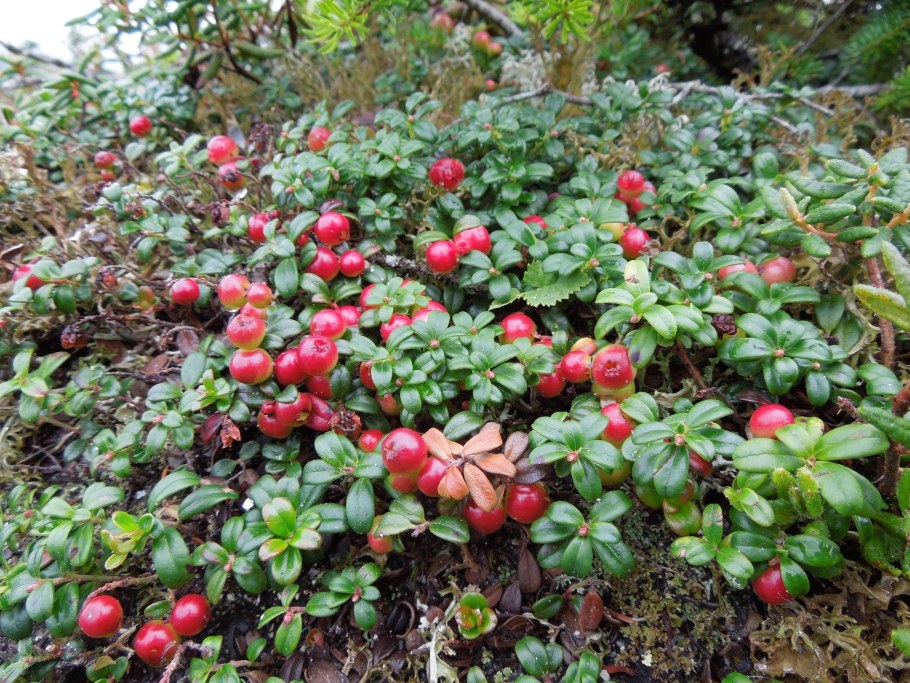 Брусника обыкновенная (Vaccinium Vitis-idaea)