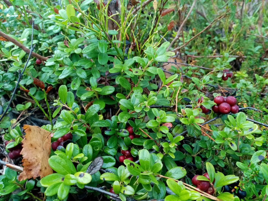 Брусника многолетняя трава