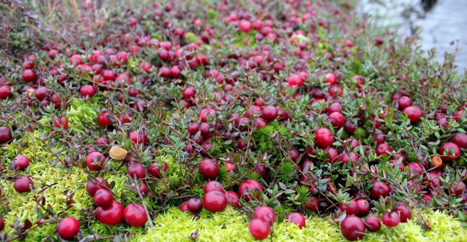 Клюква Болотная (Oxycoccus palustris)