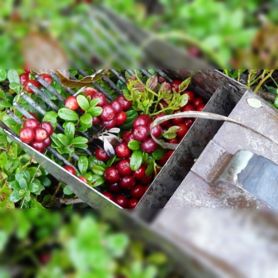 Приспособление для сбора ягод брусники