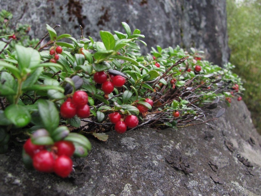 Растения тундры брусника