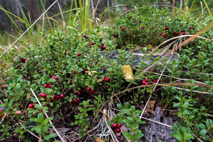 Брусника Поляна