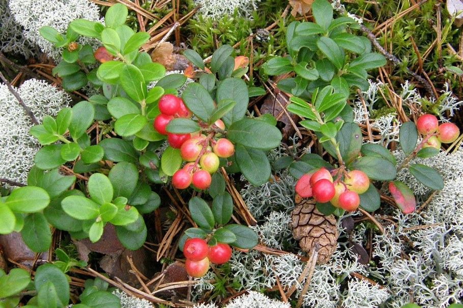 Брусника Болотная
