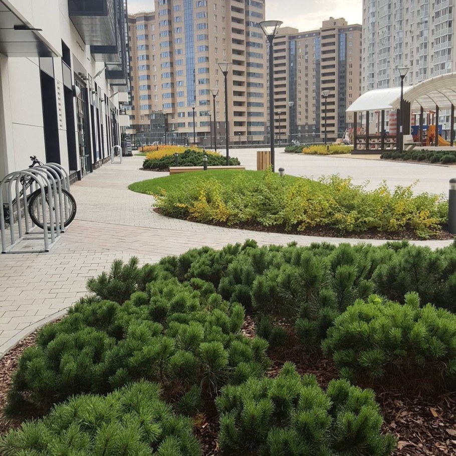 Сосна Горная Пумилио в ландшафте