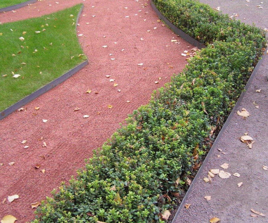 Брусника в ландшафте