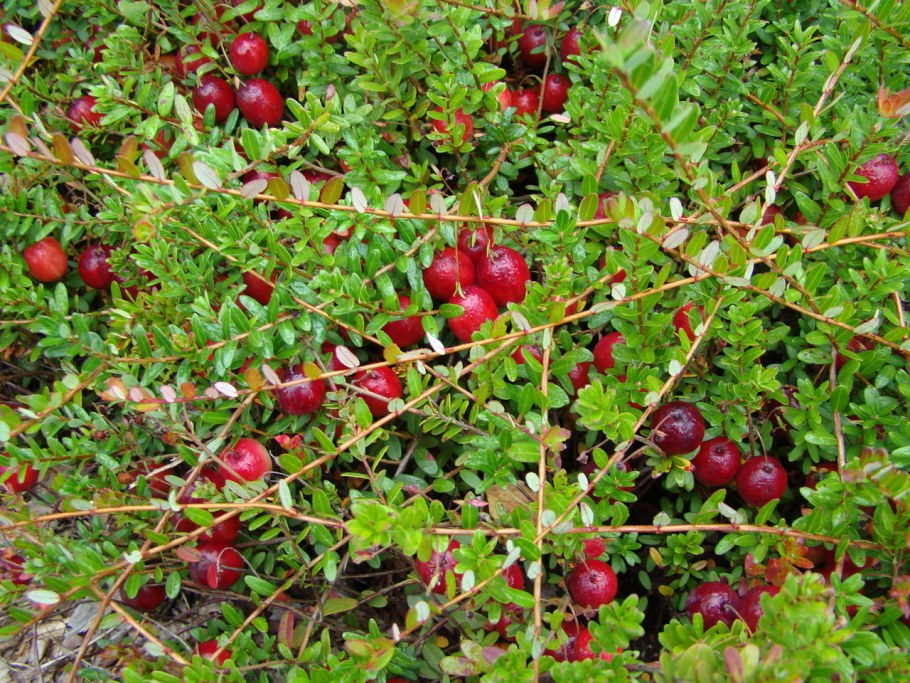 Клюква крупноплодная Stevens