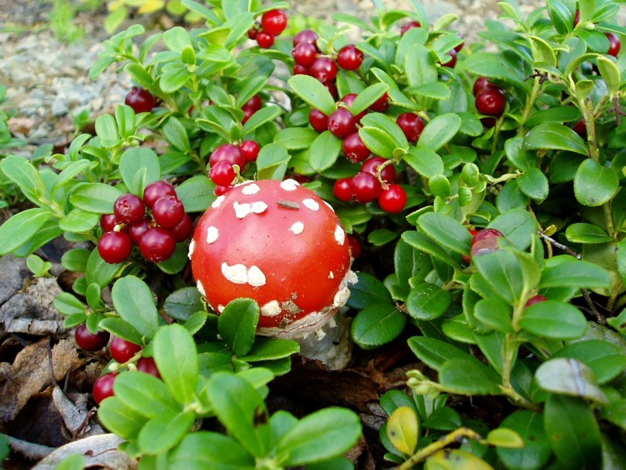 Брусника ягода