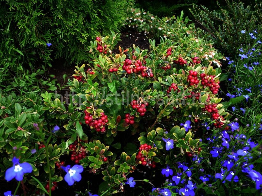 Брусника Садовая коралл (Koralle)